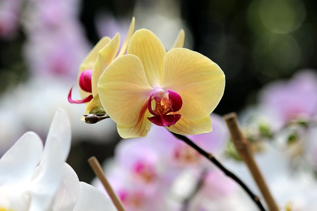 HANAMAROで胡蝶蘭を購入前に特徴、メリット/デメリット、口コミをチェックしよう