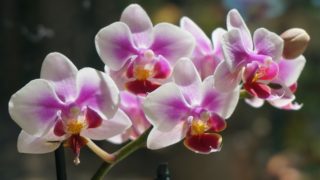 HANAMAROで胡蝶蘭を購入前に特徴、メリット/デメリット、口コミをチェックしよう
