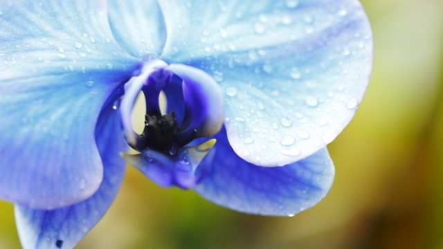 胡蝶蘭のインスタ映えには青色など珍しい色で