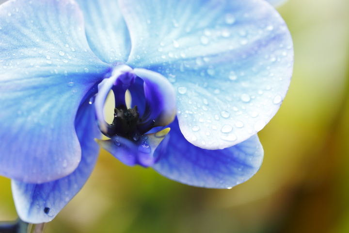 胡蝶蘭のインスタ映えには青色など珍しい色で