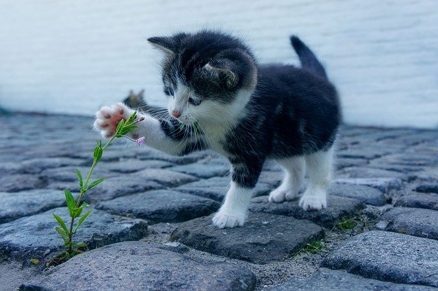 胡蝶蘭は猫と一緒に生活できる数少ない植物です